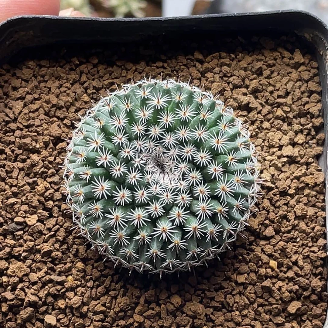 实生孤刺恋山彦仙人球