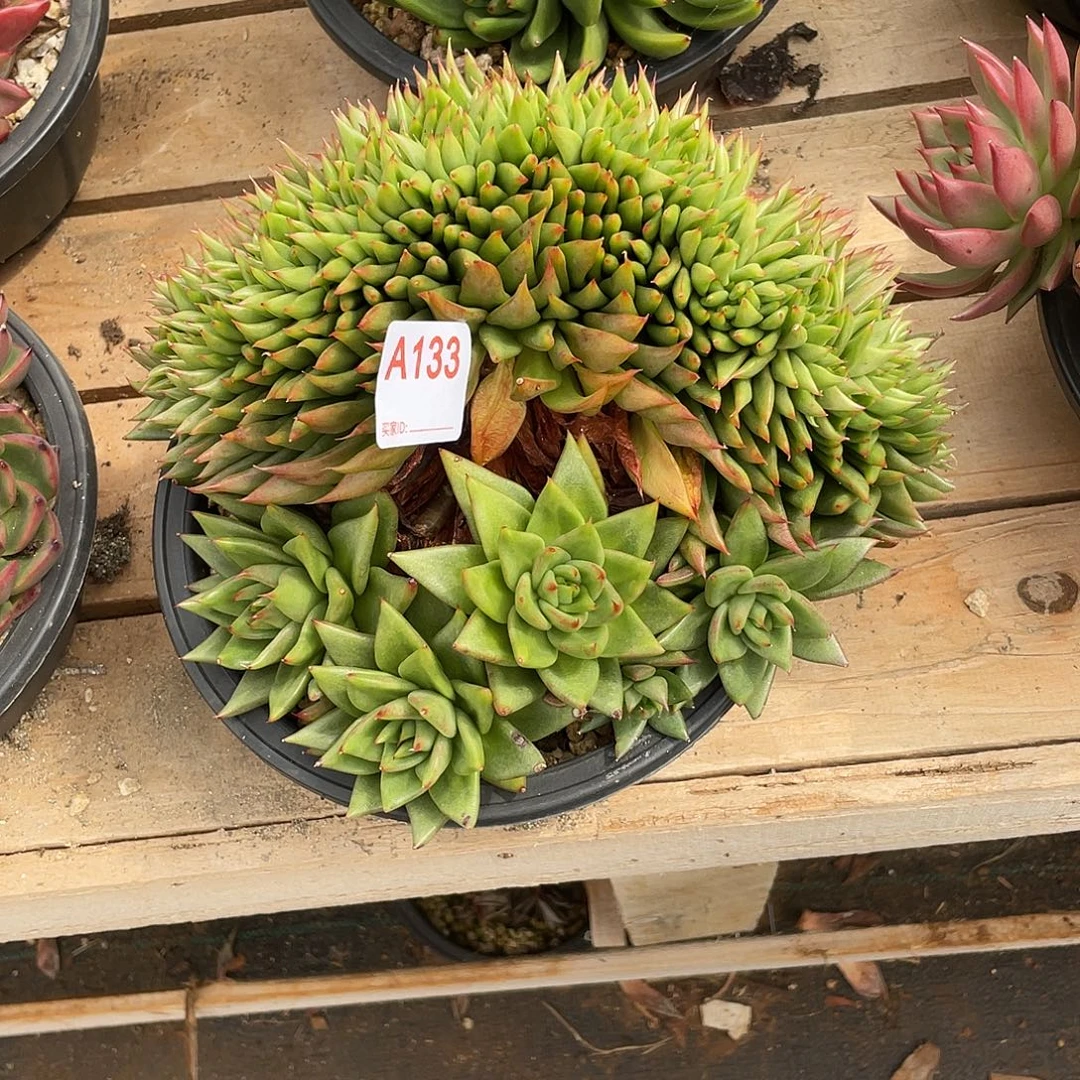 汤***洋若如东云单拍A133