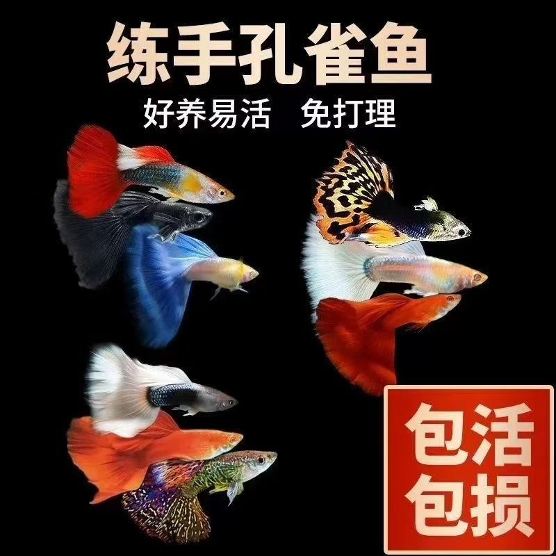 孔雀鱼观赏鱼苗小型金鱼耐活鱼淡水热带小鱼淡水鱼淡水观赏群游鱼