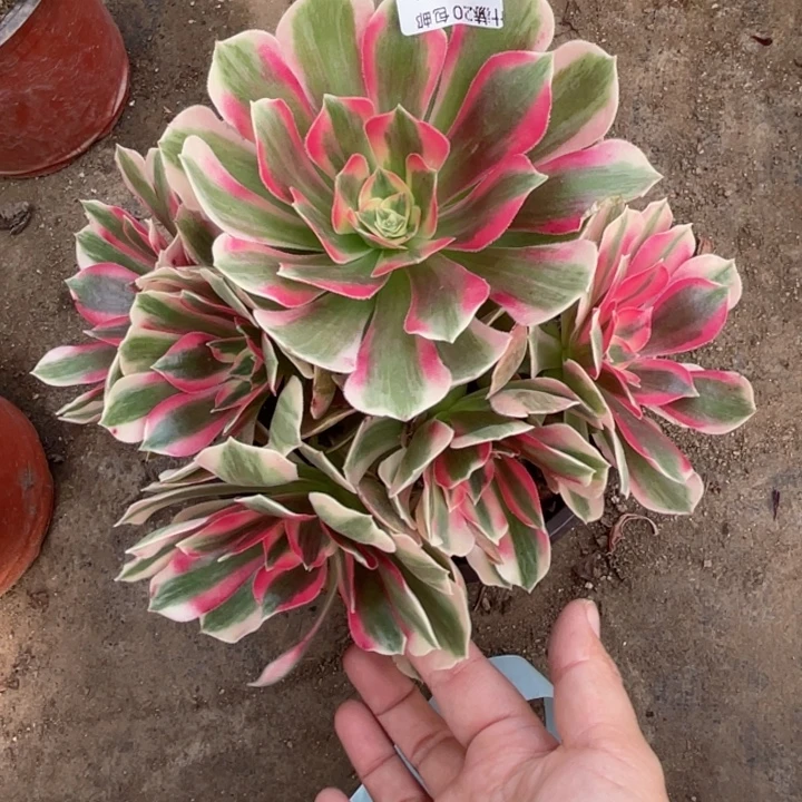 976女巫多肉123456789