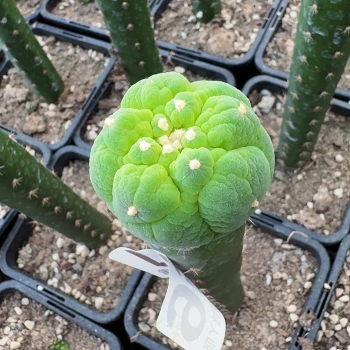 无花朵泰***行951荧光大尤仙