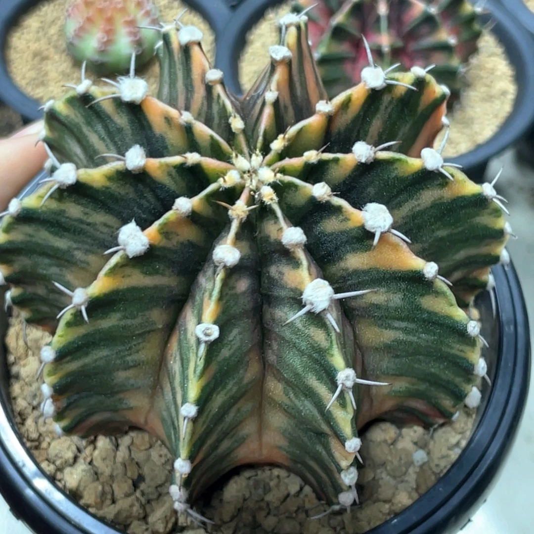 当前无花朵，栽培后可花朵橘黄虎斑肋骨