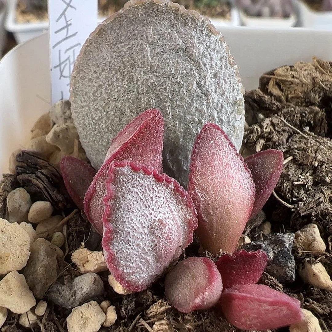 圣姬多肉水泡植物