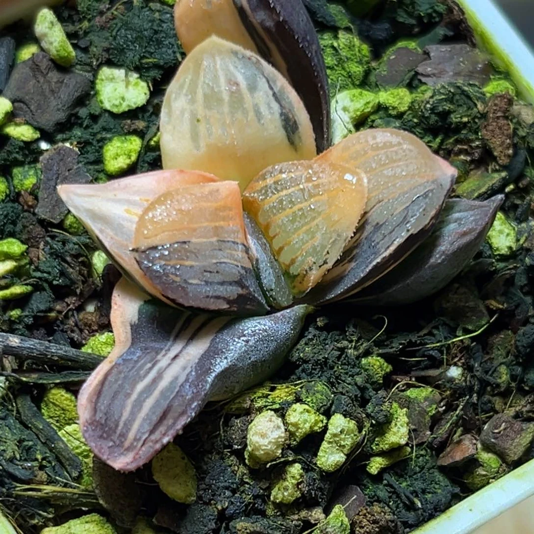 恭喜发财大吉大利687