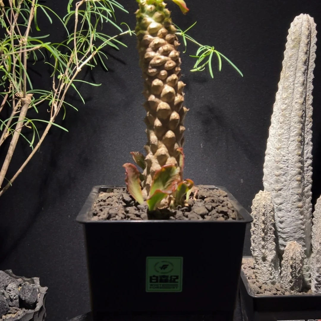 A01扇贝麒麟一物一拍