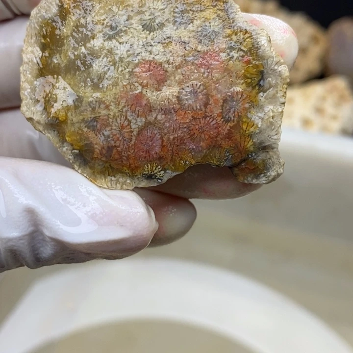 【闪购商品】未镶嵌珊瑚玉硅化玉