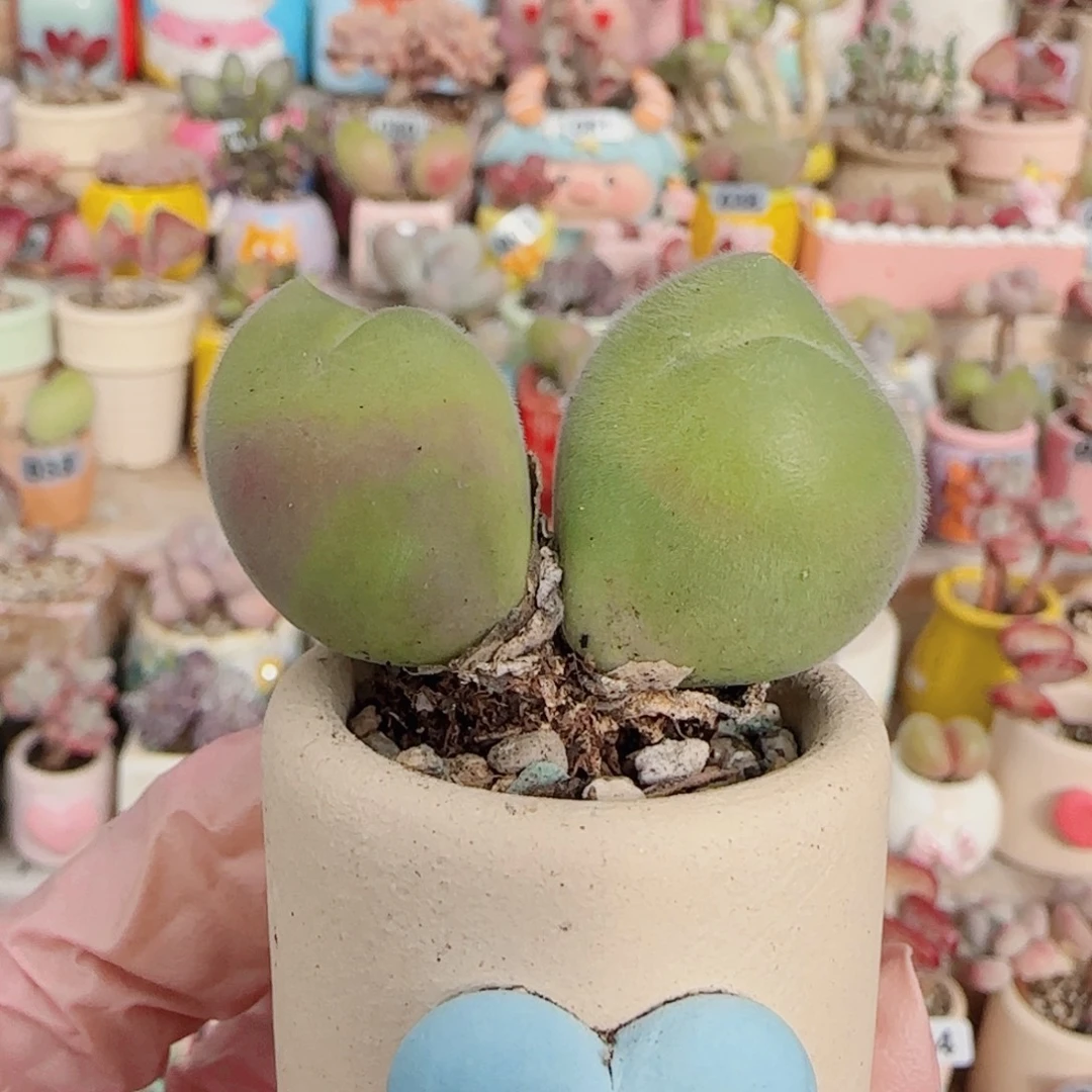 T肥肥毛翠盆口2.5cm