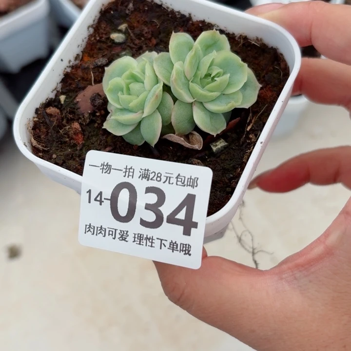 水晶虾饺无盆土发货多