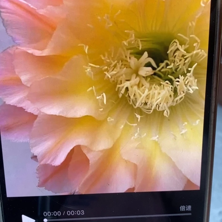 彩草106号带根5公分左右