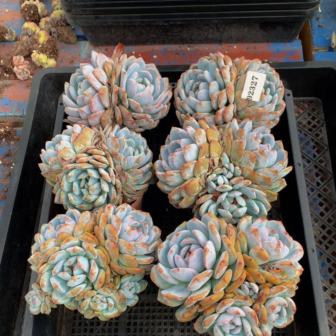 92327六个嗯嗯嗯嗯好喜欢