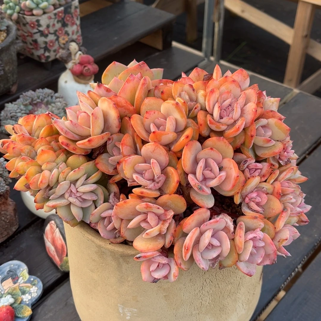 白凤朵朵带缀默认有瑕