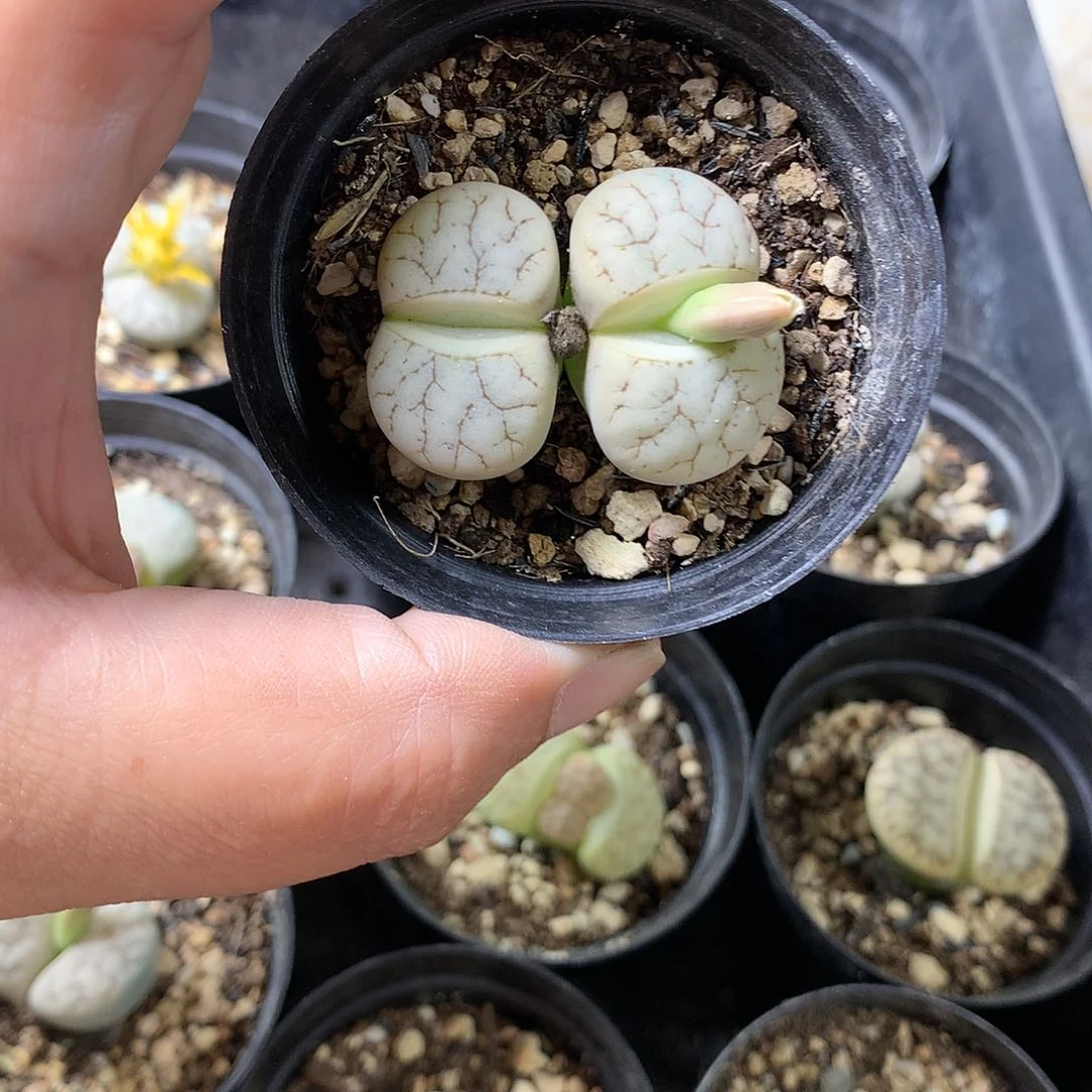 K56多肉植物保护