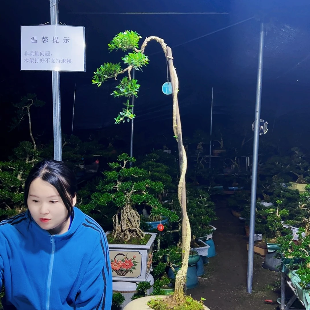 无花朵黄杨木
