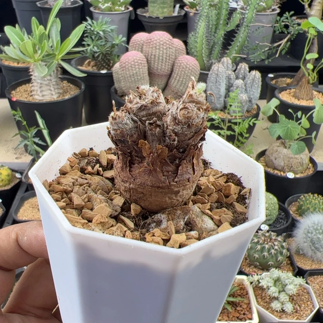 羽叶洋葵2.7一物一拍带盆发