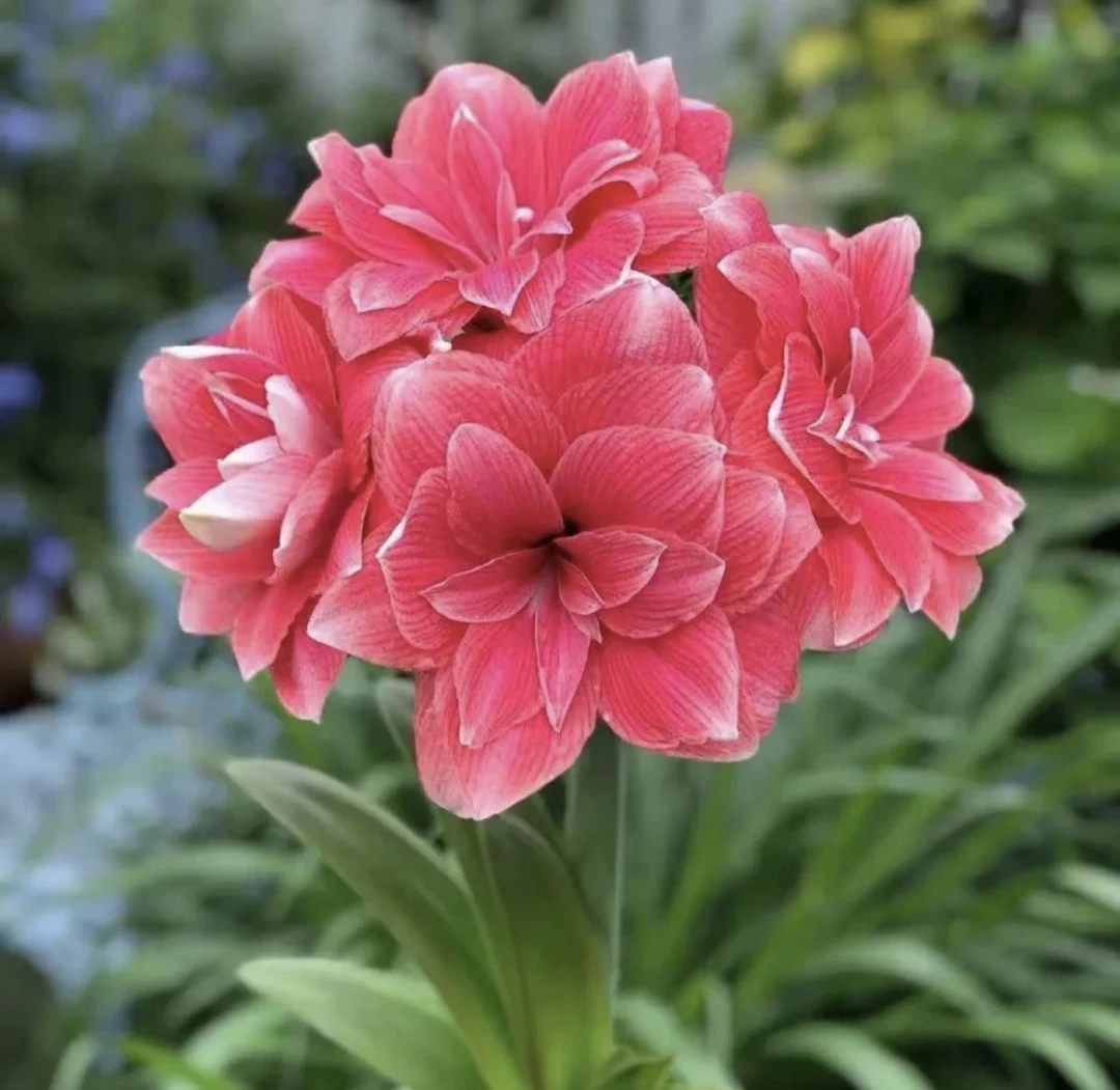 朱顶红 双梦 重瓣 新手入门皮实好养多年生室内外花卉