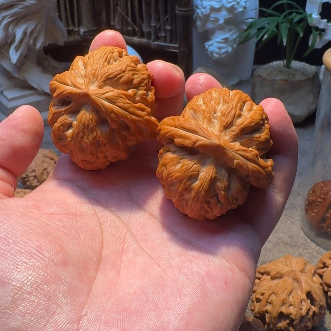 树王粉红皮红锦鲤48