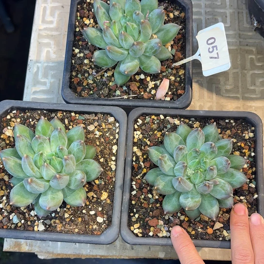 重楼877777777777777777