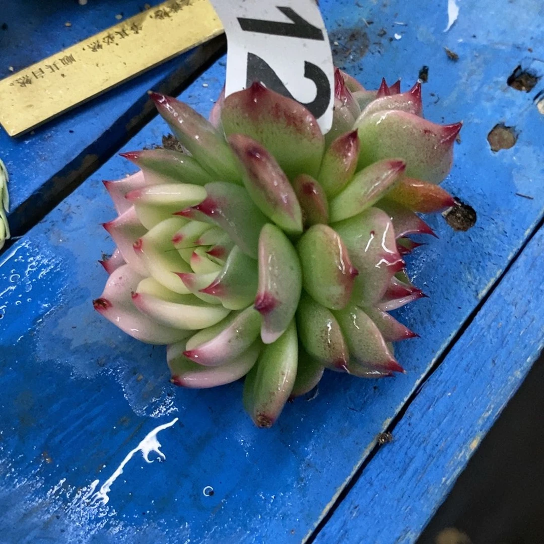 512娃娃锦底座多肉植物哇啦塞