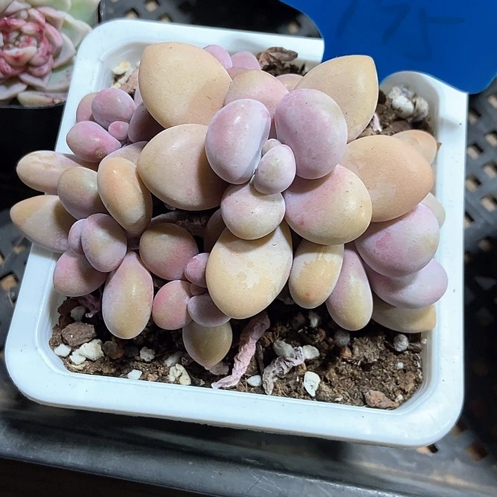 多肉植物桃蛋795
