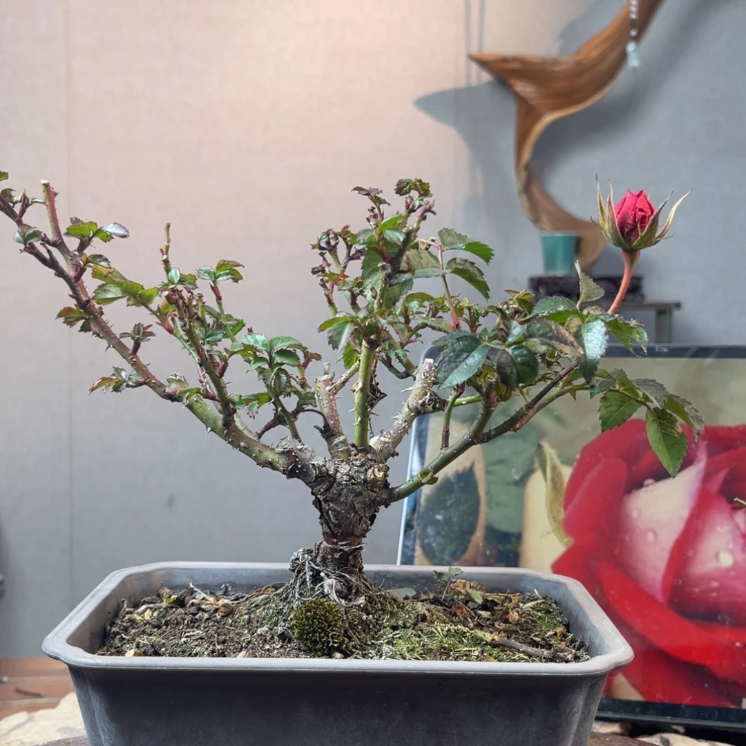 齐***一少量花朵（建议范围：2朵-5朵 或40%以下）