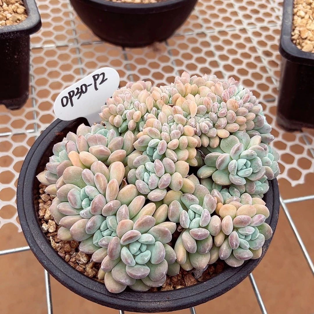 0930-92冰桃缀化（大）