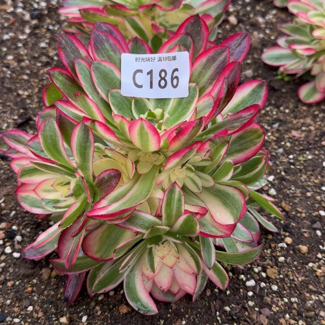 温*?186荔枝多肉植物