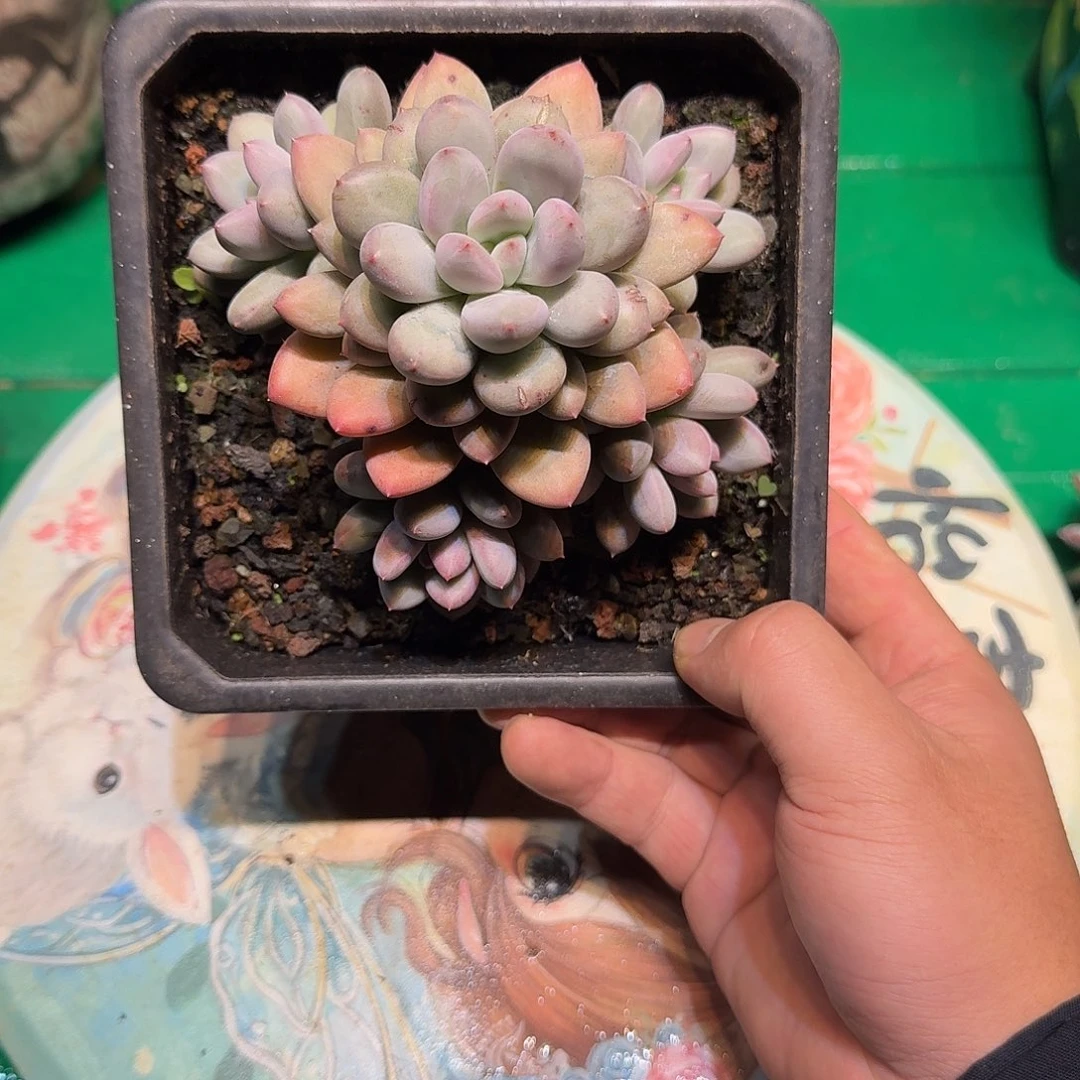 多肉植物多肉植物