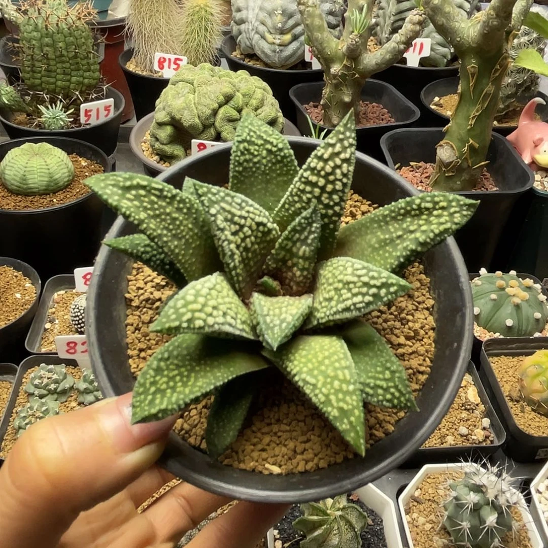实生超白尤天涯仙人球
