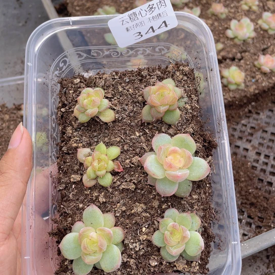 云糖心多肉植物344