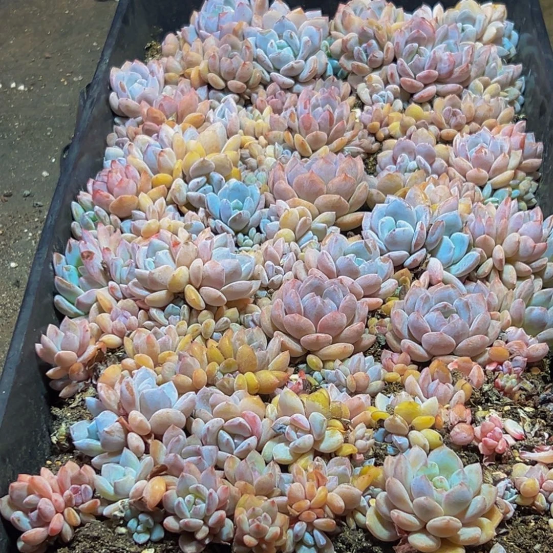 大***子138的最后几天了我还没睡