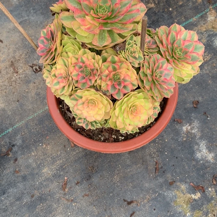 630雨荷多肉植物特价