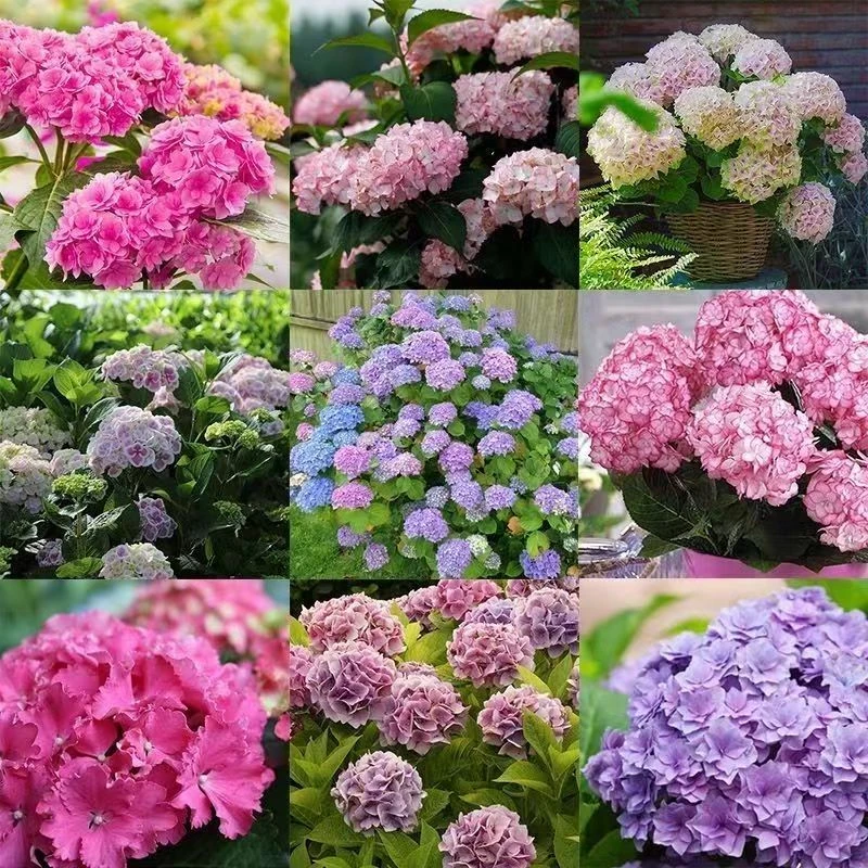 绣球花盆无尽夏盆栽大苗重瓣多年生庭院阳台花苗室外好养活