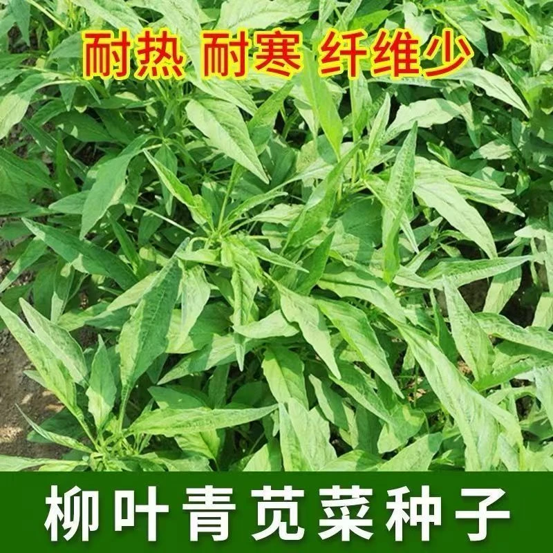 青柳叶苋菜种子四季播种小叶汉菜种籽盆栽地栽耐热蔬菜种子籽