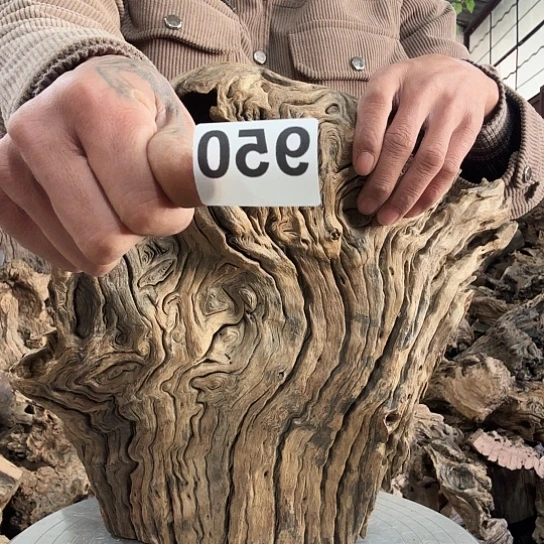 福**L紫砂噜啦啦啦啦啦啦