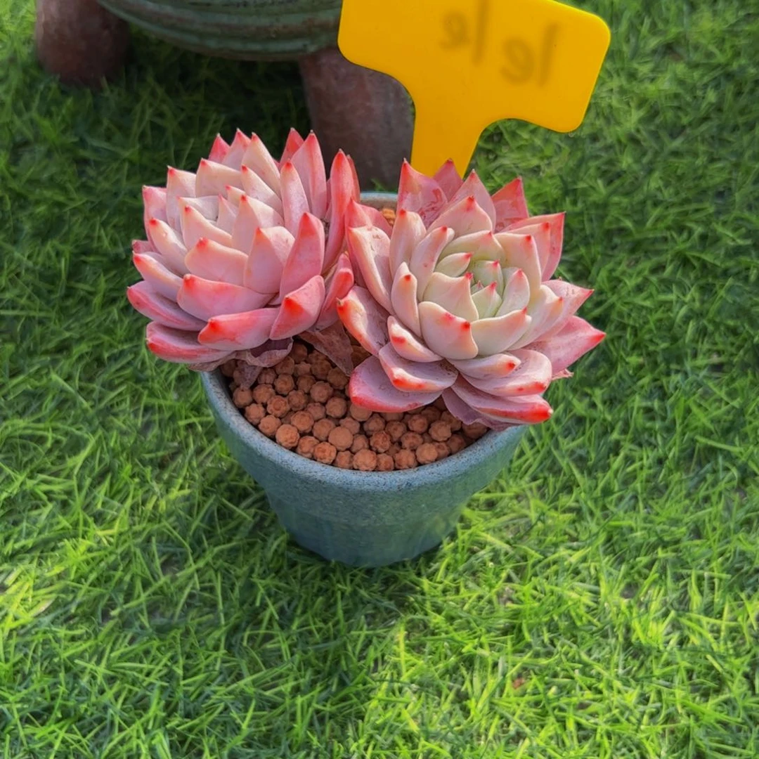 靜*双头粉蓝鸟多肉