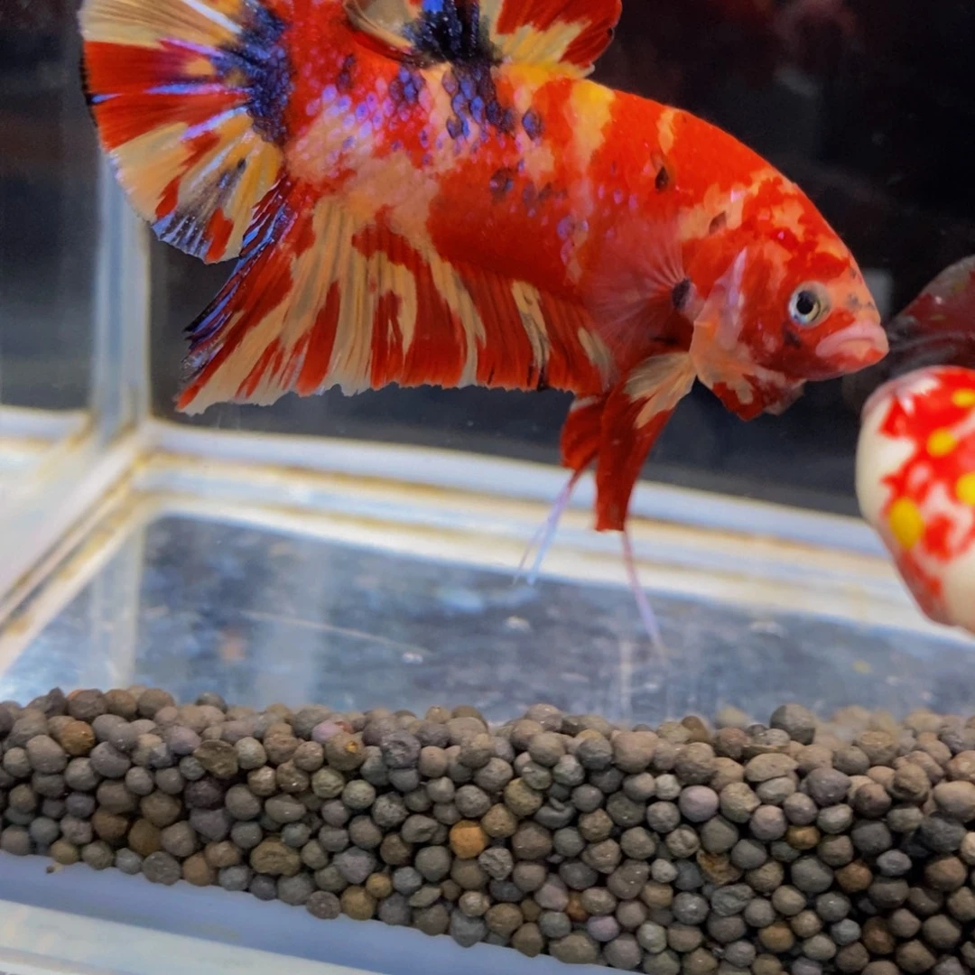 斗鱼175巨斗11111