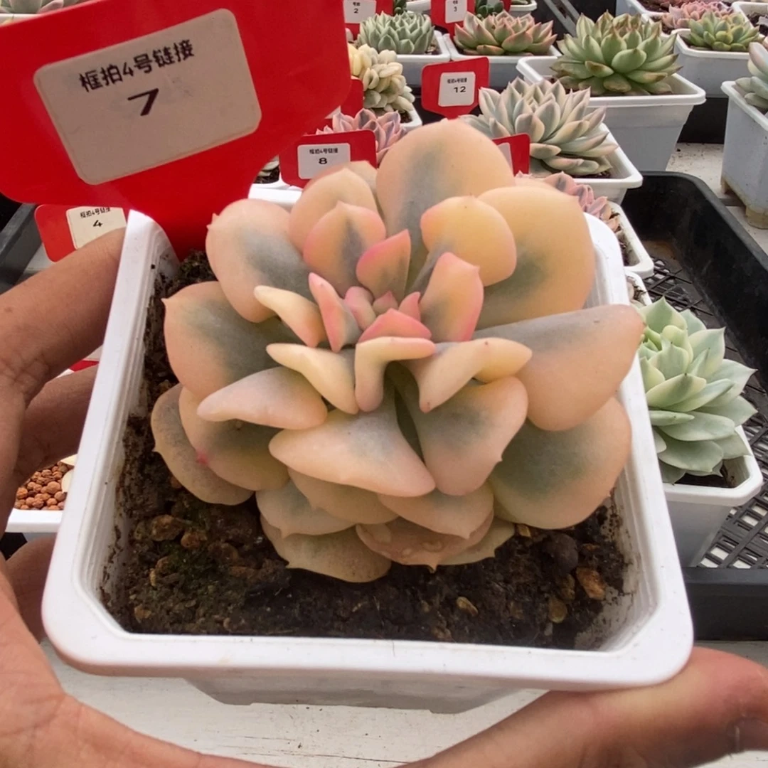 7号雪精灵锦多肉植物