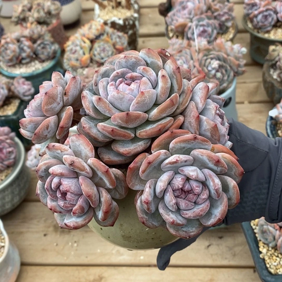 我**富哈哈哈哈哈哈哈哈哈哈