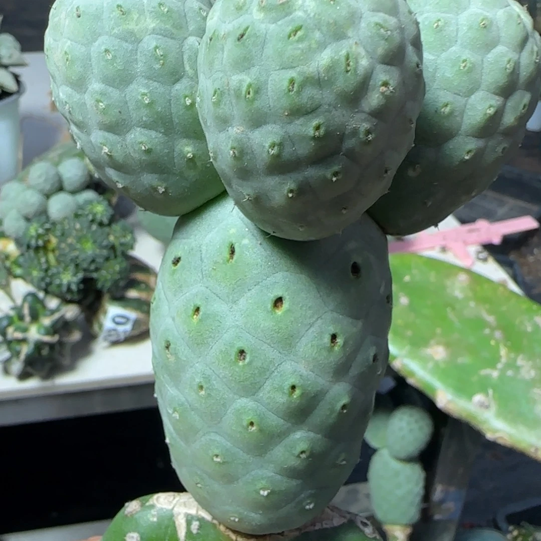 无花朵四头超级洞洞陨石坑