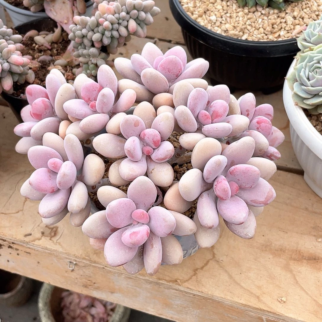 多肉植物多肉植物