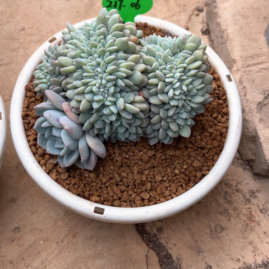 梅*2.17.06星影缀