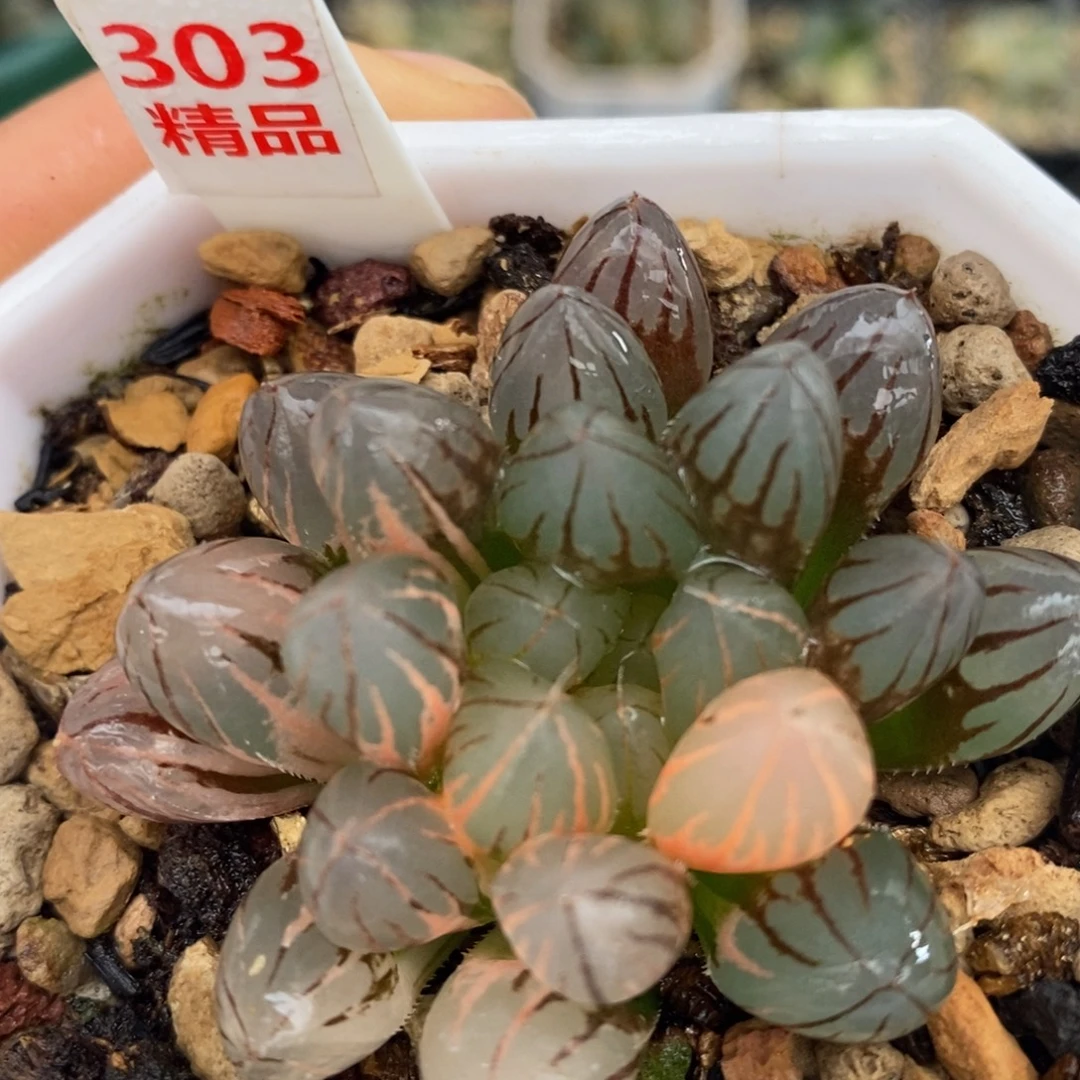 303霓虹灯十二卷多肉