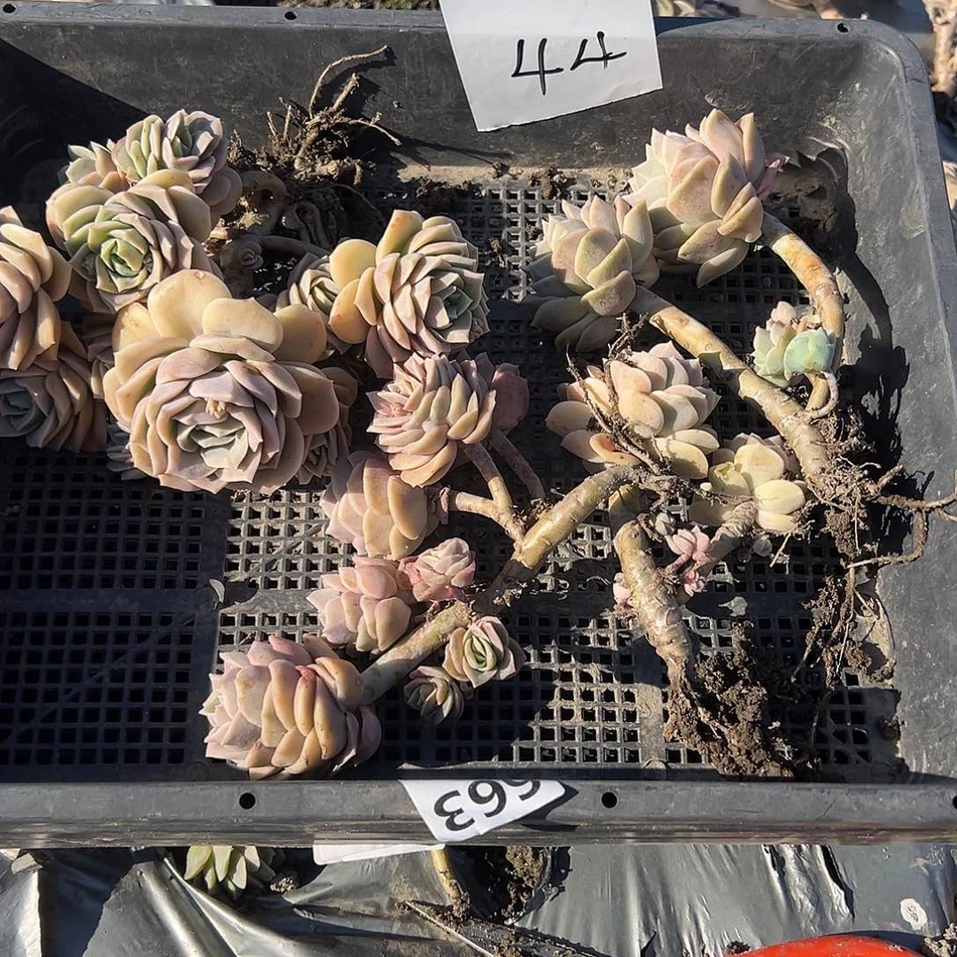 情****o44不售后4颗可爱