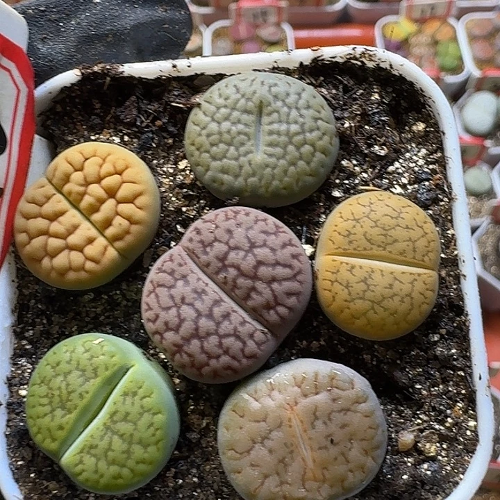 生石花33:：：。  39号