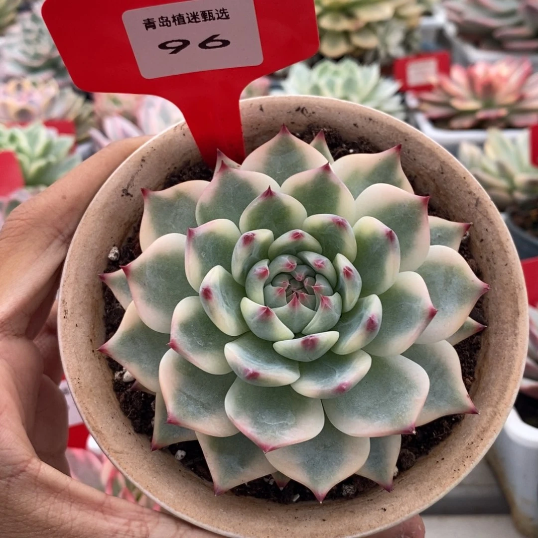 96号吉娃娃锦多肉