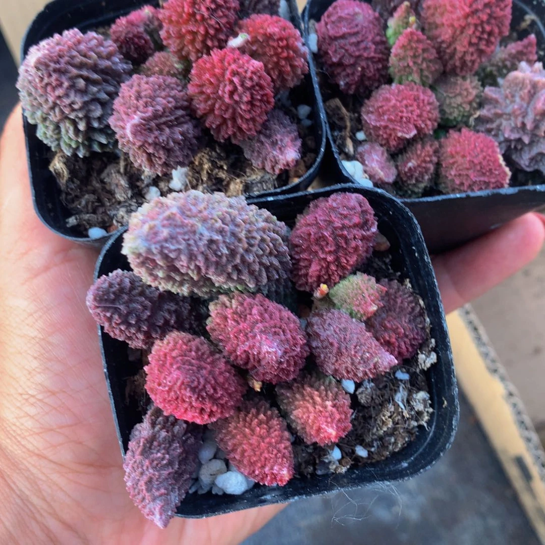 朱子玉 包邮。（不满9.99发叶子）