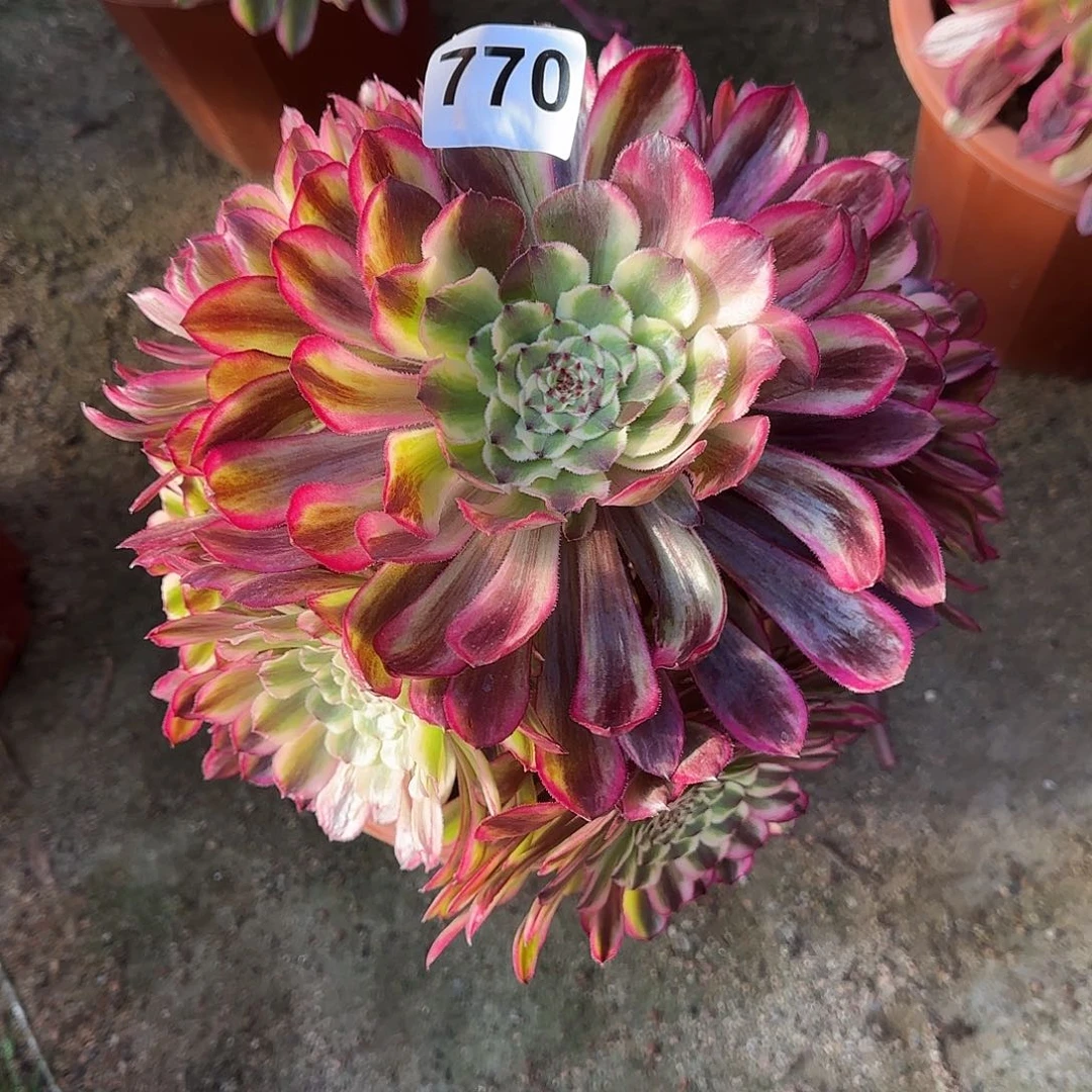 多肉植物琉璃770