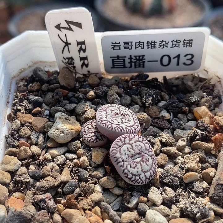 大熊种源RR714墨4头