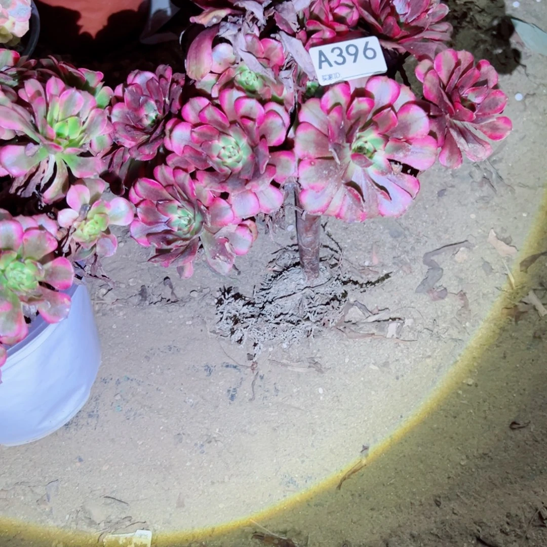 396美姬多肉植物法师