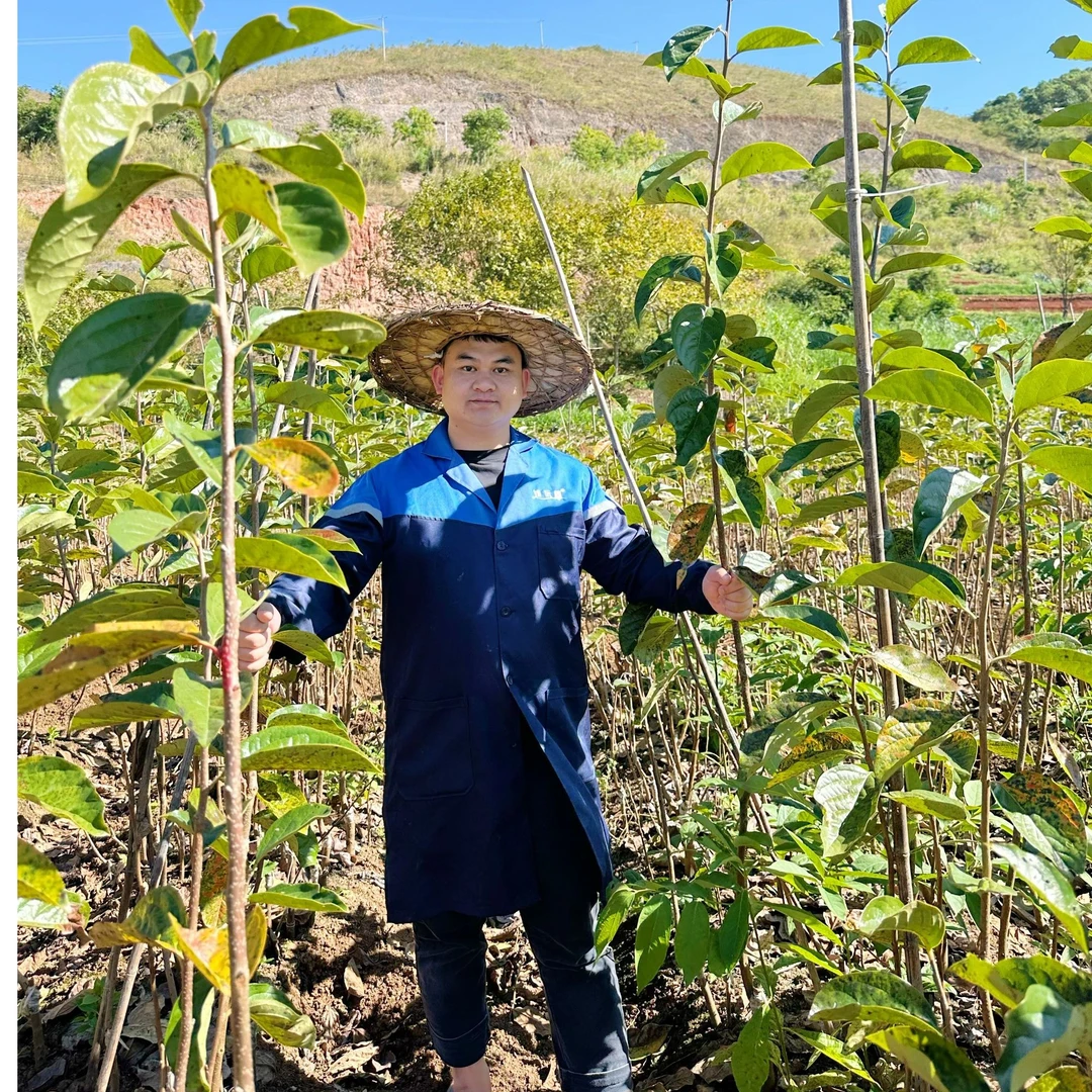 云南保山正宗甜脆柿无核次郎甜脆柿易成活基地直发果树苗果树苗木